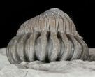 Enrolled Flexicalymene Trilobite - Ohio #47324-2
